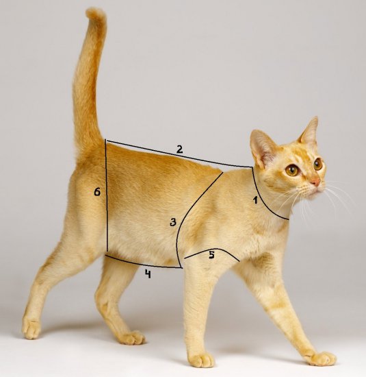 Одежда для кошек: как выбрать и самостоятельно пошить костюм для кота