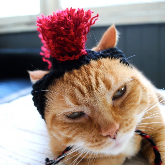Вяжем шапочку для кошки