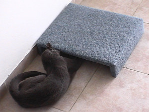 Кот и мышка - игра под диваном