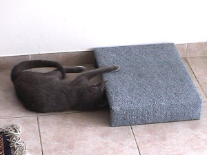 Кот и мышка - игра под диваном