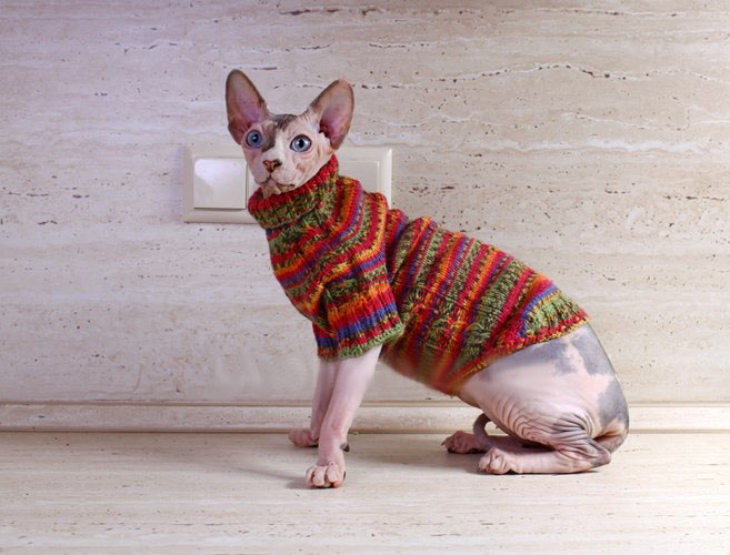 вязание для кошек