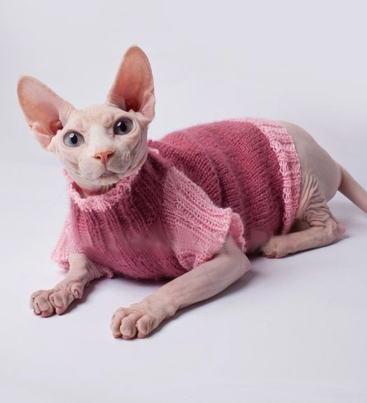 Одежда для кошек крючком (70 фото)