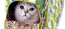 Виды сумок-переносок для кошек