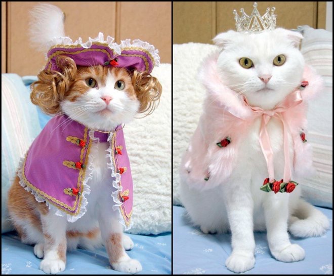Фотогалерея: идеи новогодних костюмов для котов