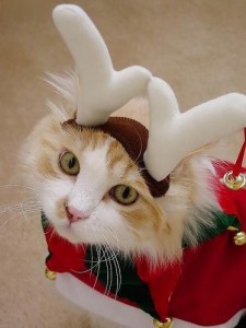 костюм оленёнка для кота
