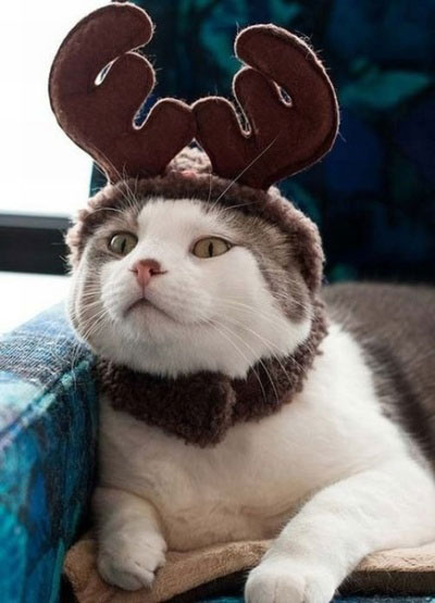 Самые смешные новогодние костюмы для кошек