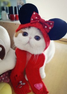новогодний костюм для кошки своими руками