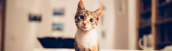 Рекомендации для содержания и поддержания здоровья кошки