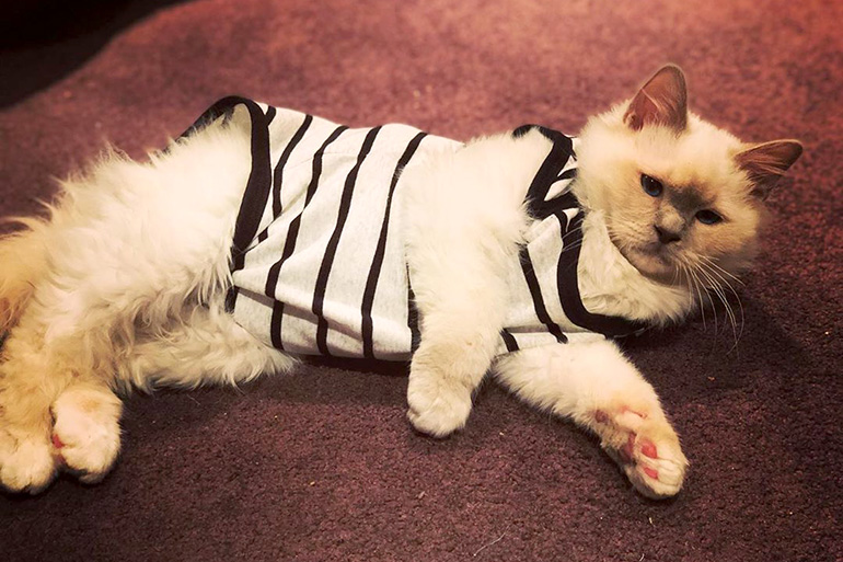 Как приучить кошку к ношению одежды?